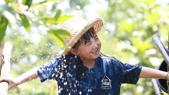 Official ginger farm family-friendly fun tour | Buffalo rice planting chick house