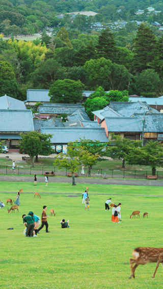 日本 大阪・京都 吉野山+吉水神社+奈良公園 貸切チャーターワンデーツアー 旅程カスタマイズ可能