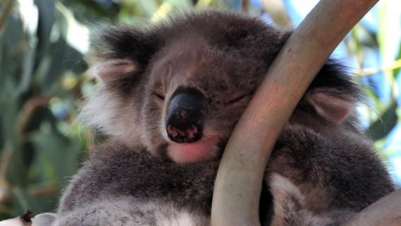 Adelaide [Lawatan Sehari di Kampung Jerman] Pelukan Koala + Kampung Jerman + Ladang Strawberi + Pantai Glenelg
