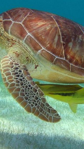 Cancun, Mexico + turtle cenote snorkeling half-day tour