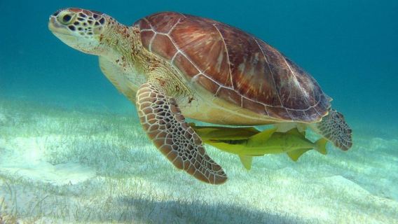 Tur harian setengah hari snorkeling di cenote penyu Cancun, Meksiko