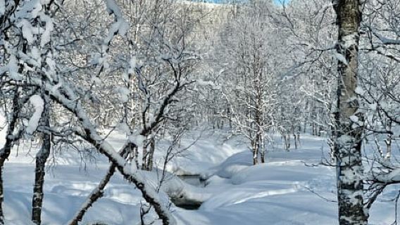 Ivalo: Snowshoeing Trek with Guide and Snacks