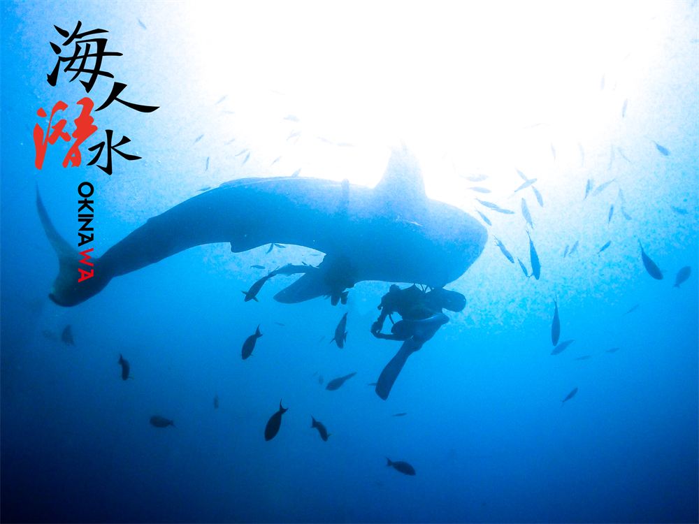 沖繩浮潛 | 日本沖繩持證潛水 | 鯨鯊共遊體驗