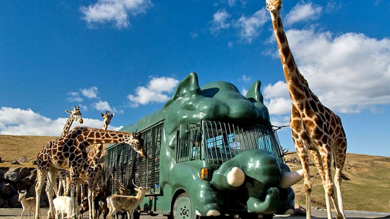 Excursion d'une journée au zoo naturel de Kyushu à Fukuoka, au Mont Yufu, à Yufuin et à l'enfer de mer