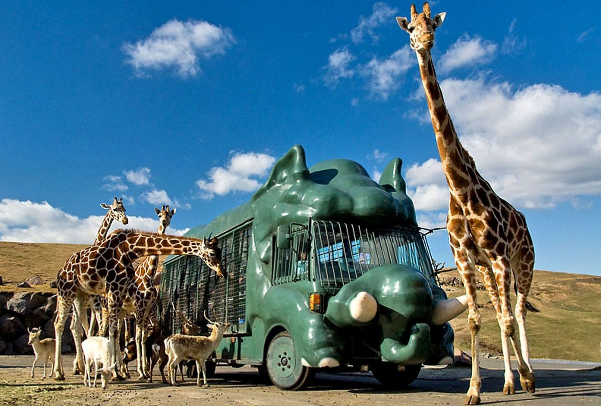 Fukuoka 1-day tour to Kyushu Wildlife Park African Safari, Mount Yufu, Yufuin & Umi Jigoku