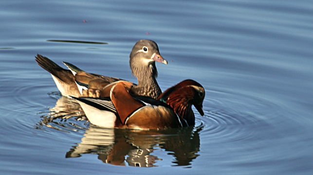 杭州西湖遊船搖櫓船私人尊享包船+私人尊享人工講解+品茶體驗