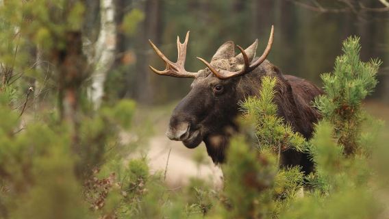 Finland Rovaniemi: Search for wild moose in the Lapland forest