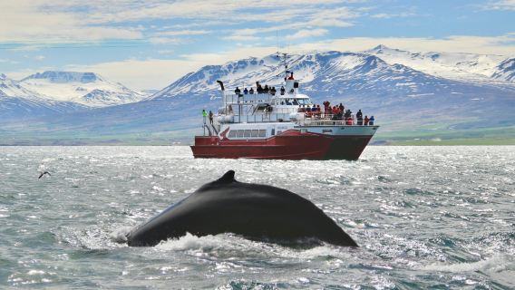 AkureyriTours