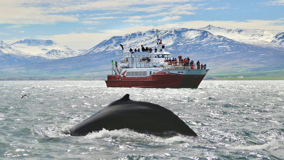 AkureyriTours