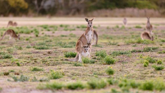 Surfers Paradise: Kangaroos and Mountain Views Morning Tour