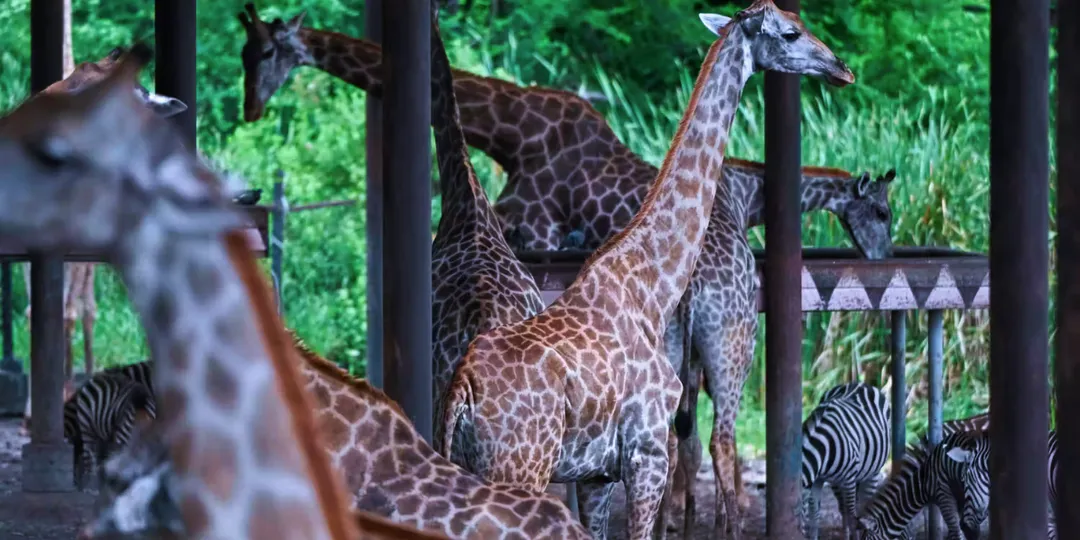 Safari World Bangkok