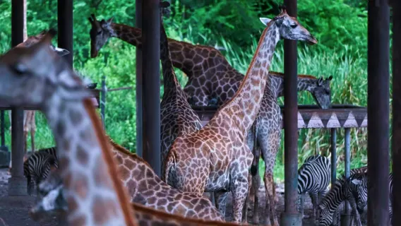 [Private car tour] Safari World Bangkok 1-day tour|Independent group + admission ticket