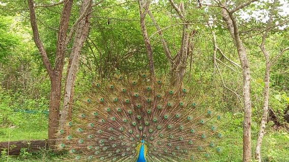 Udawalawe National Park - 7 Hours Private Safari tour