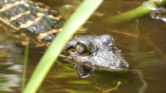 Blackwater Creek: Exclusive Nature Escape Kayak Adventure