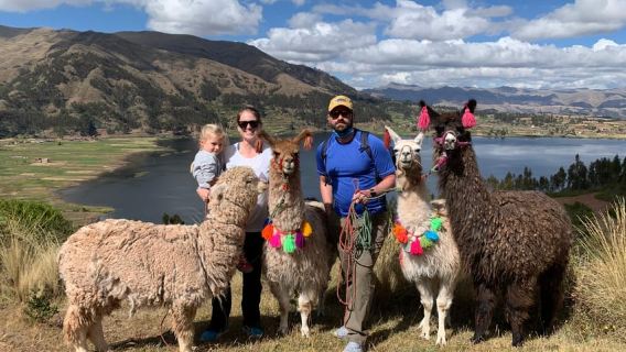 Cusco: passeggiata nella natura con alpaca e lama.