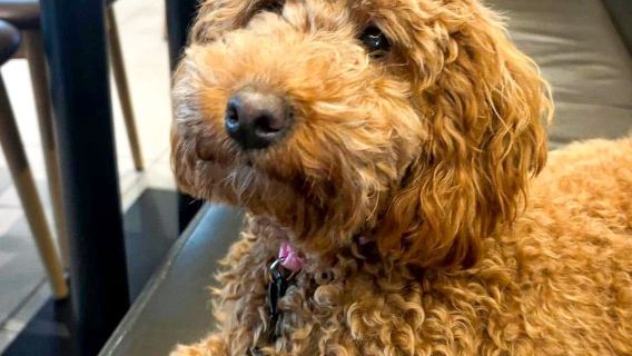 Boarding for New Dogs, with free 30 minute intake appointment - 11 Days