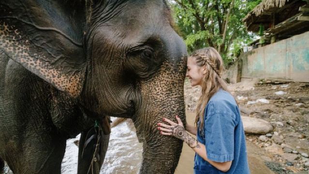 清邁大象自然保護營+老虎園+大象粑粑公園（中文司機包車服務）