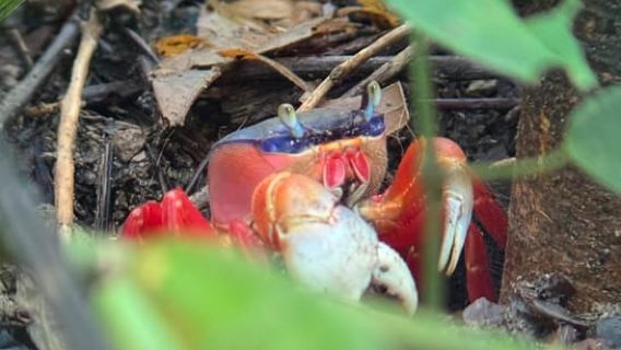 Parc national Manuel Antonio : Visite guidée à pied