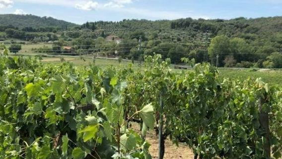 Arezzo: degustazione di vini in Val di Chiana