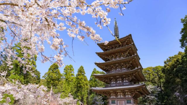 ทัวร์ 1 วัน ชมซากุระฤดูกาลพิเศษ: เดินเล่นเส้นทางไผ่อาราชิยาม่า + ล่องเรือสิบหินฟุชิมิ + ชมซากุระที่วัดไดโกจิ