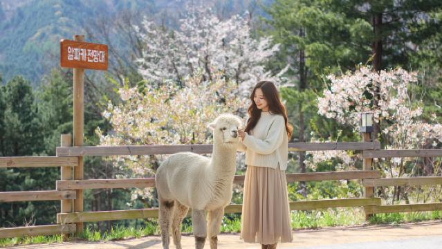 Alpaca World + Nami Island + Garten der Morgenstille Tagesausflug