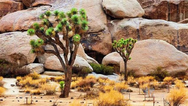 Los Angeles: Palm Springs Outlet + Lawatan Sehari ke Taman Negara Pokok Joshua / Itinerari Boleh Disesuaikan