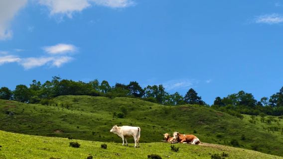 [Bas ekspres·Jalan santai] Lawatan sehari di Ganhaizi, Wenchuan | Ladang ternak padang rumput gunung