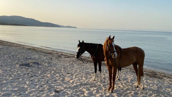 Cagliari: horseback riding with sunrise dive