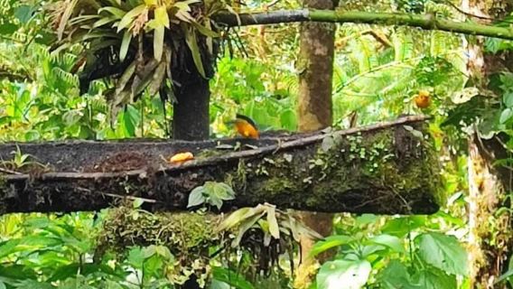 From Quito: Mindo Cloud Forest, Full Day Trip with Lunch