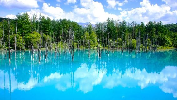 Hokkaido Tour: Asahiyama Zoo, Blue Pond, Biei Waterfalls