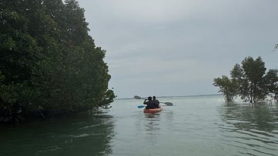 Kayak Mangrove Tour