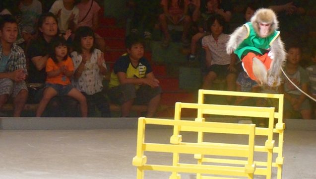 山梨 河口湖猿まわし劇場 Trip Com