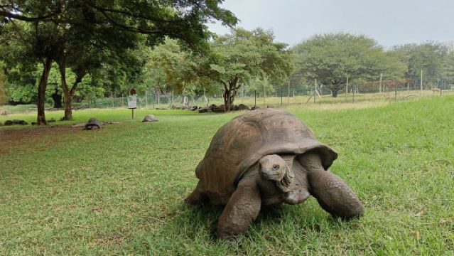 모리셔스 + 카셀라 자연공원 + 칠색지구 당일 치기 여행[전세 버스 투어, 입장권 불포함]