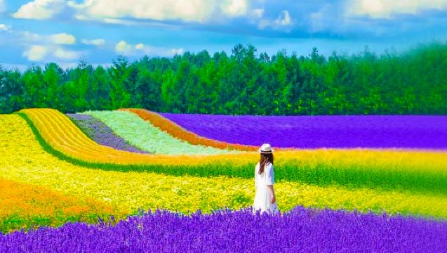 Hokkaido Furano Shikisai & Green Pond & Waterfall & Tomita Farm|Small group of 9 people|Pickup optional