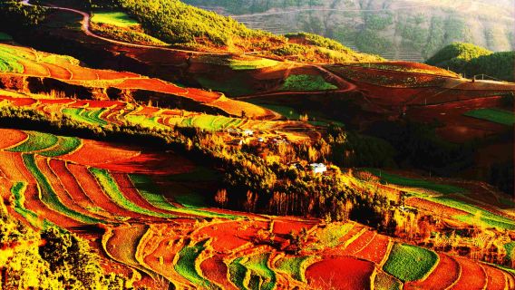 昆明東川紅土地+落霞溝+千年老龍樹攝影一日遊｜三環以內上接送