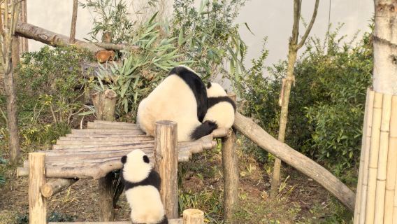 ทัวร์ส่วนตัวหนึ่งวันจากฐานแพนด้ายักษ์เฉิงตู + ถนนฟางเฉา + ถนนหยูหลิน