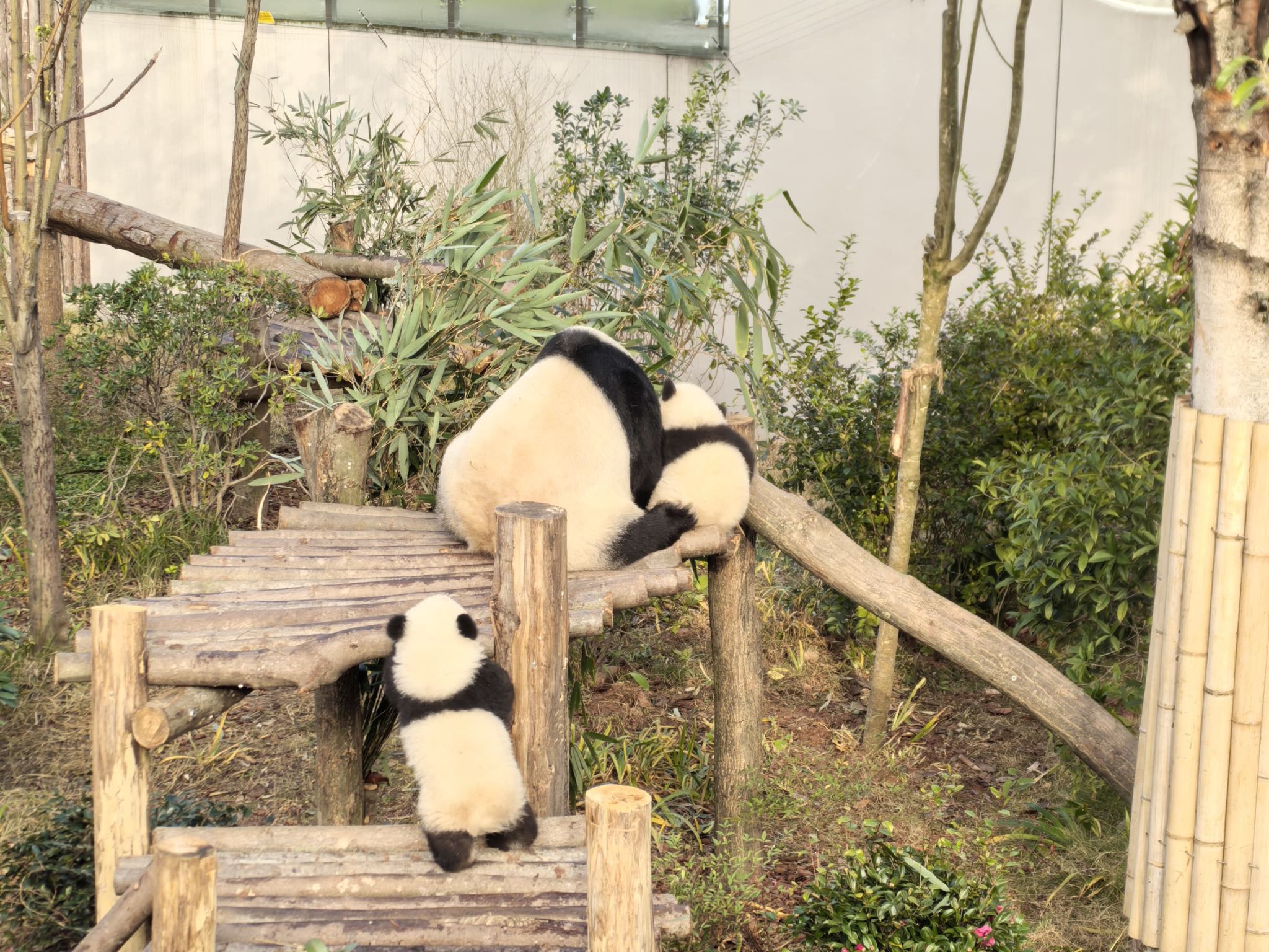 Tour privato di un giorno alla base dei panda giganti di Chengdu + via Fangcao + via Yulin