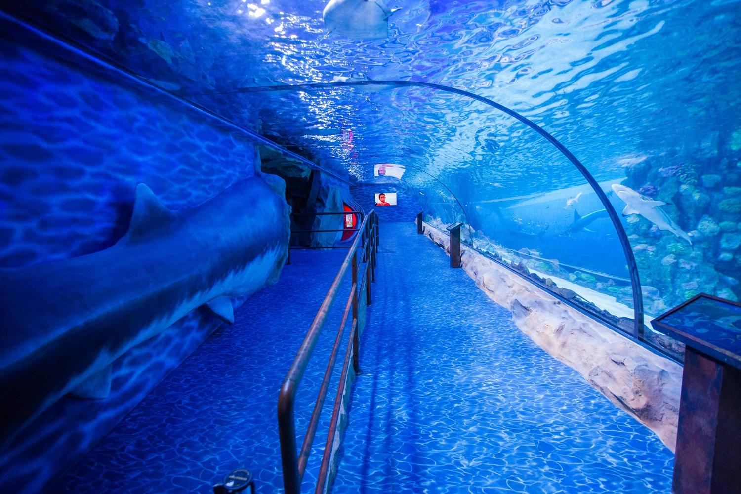 Dubai Attraction: Dubai Aquarium & Underwater Zoo
