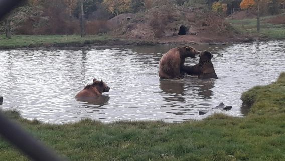 Budapest to Veresegyház Bear and Wolf Sanctuary: Live Guided Tour