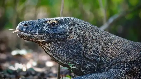 科莫多快艇普通話小團一日遊:帕達爾+粉紅沙灘+科莫多島+海龜島