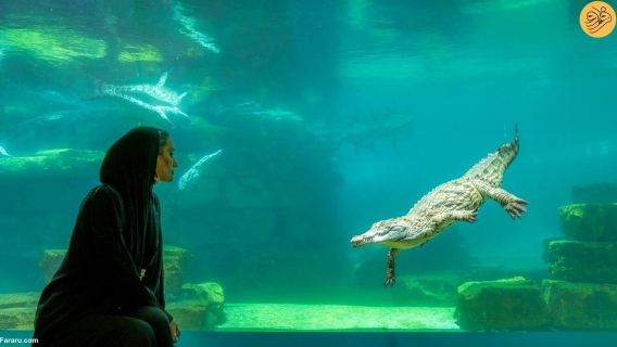 Dubai Crocodile Park tour with Transfers