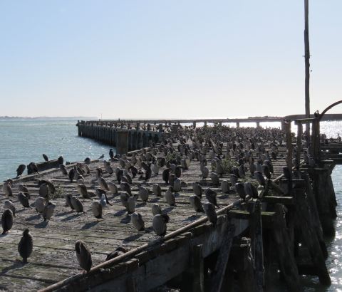 基督城+奧馬魯觀小藍企鵝一日遊
