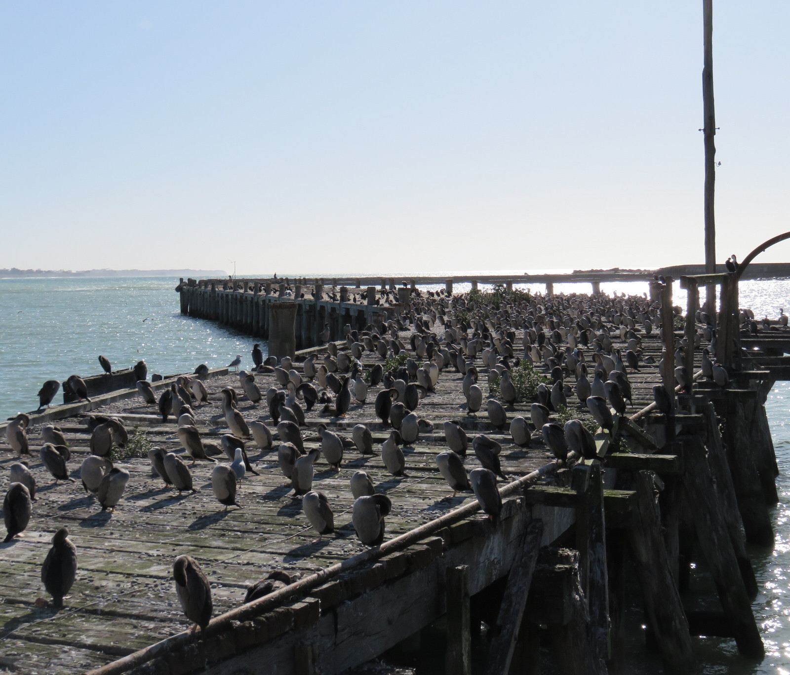 基督城+奧馬魯觀小藍企鵝一日遊