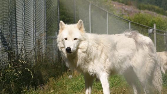 Tidewater: Führung und Präsentation zum White Wolf Sanctuary
