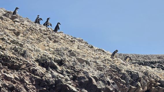 Da Paracas: tour delle Isole Ballestas tutto compreso