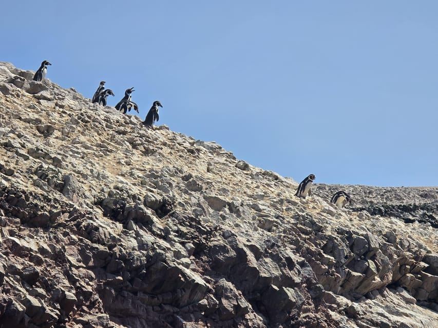 파라카스 출발: 바예스타스 섬 올 인클루시브 투어
