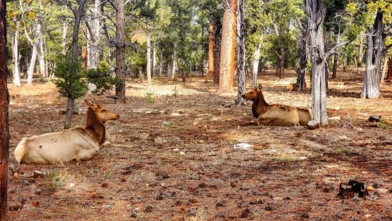 Excursión al atardecer por el borde sur del Gran Cañón con cena incluida