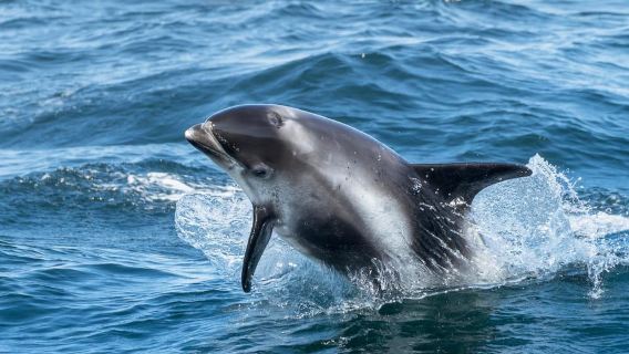 Ólafsvík: tour de avistamiento de ballenas