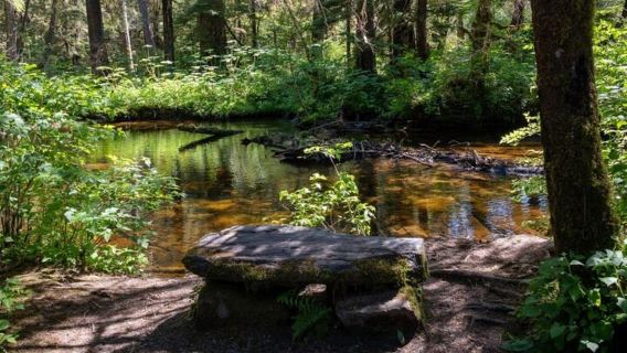 Ketchikan: Old-Growth Creek Trek Guided Tour
