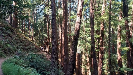 San Francisco: Alcatraz-Tour mit Muir Woods und Sausalito